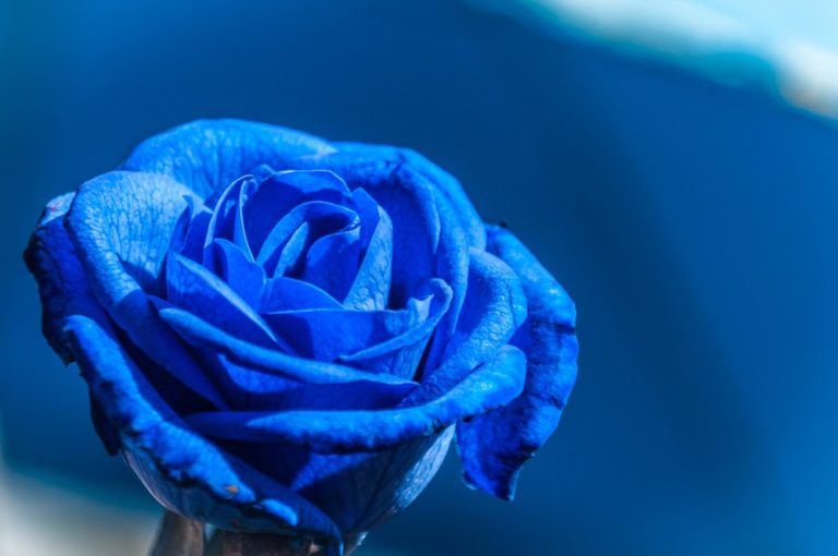 What Does A Blue Rose Mean?  word less design